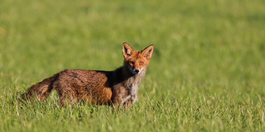 Renard roux - © Thibault Cuenot